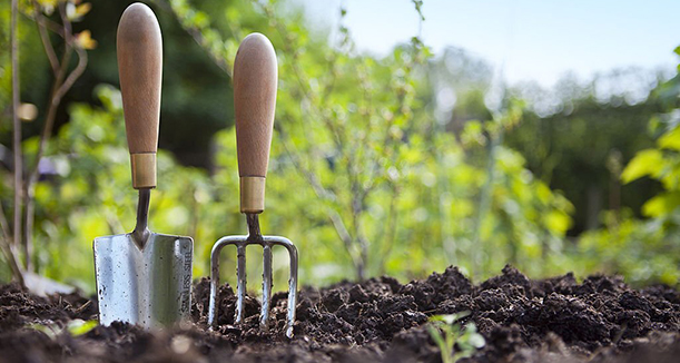 Wooden handled stainless steel garden hand trowel and hand fork tools standing in a vegetable garden border with green foliage behind and blue sky.